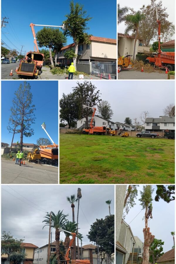 Tree Services